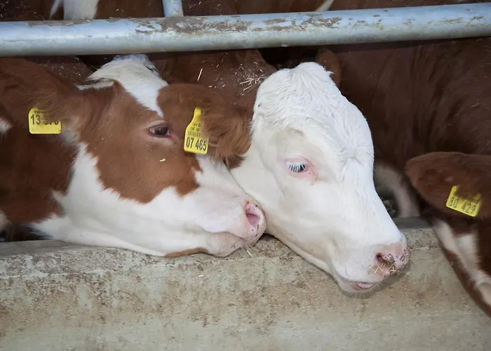 Bettmann Regional Einkaufen & Bauernhofurlaub Ennigerloh